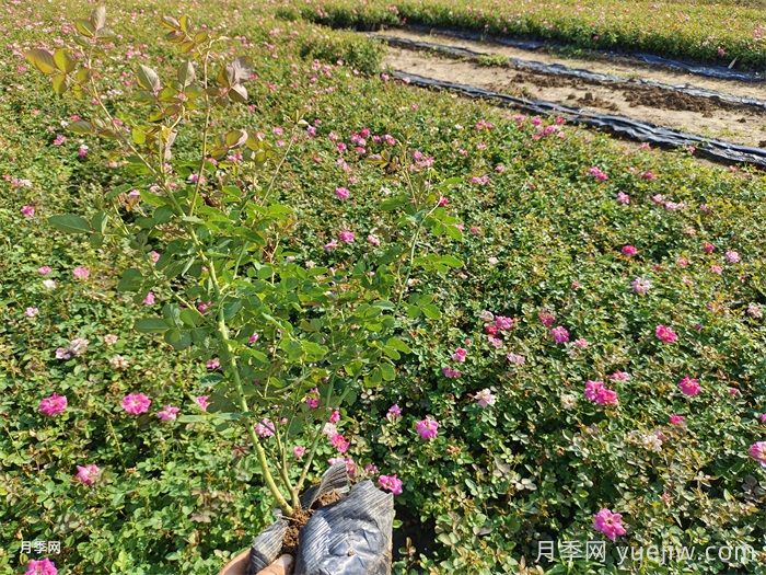 月季花打藥濃了怎么辦？(圖1)