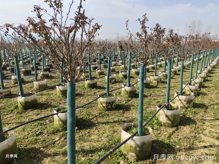 月季養(yǎng)成樹狀，長勢更茂盛開花更多(圖2)