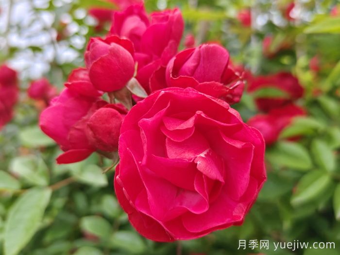 紅木香爬藤月季的優(yōu)缺點(diǎn)是什么？紅木香養(yǎng)護(hù)方法(圖1)