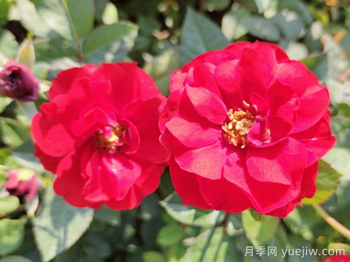 推薦5款豐花月季品種，園林綠化耐熱耐曬(圖1)