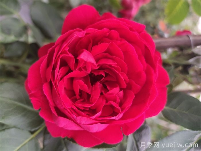 紅龍?jiān)录疽荒觊_(kāi)幾次花？4-12月開(kāi)6次(圖1)