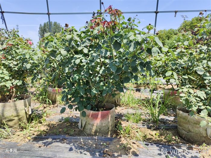 如何提高月季花苗成活率？方法為你列舉(圖1)