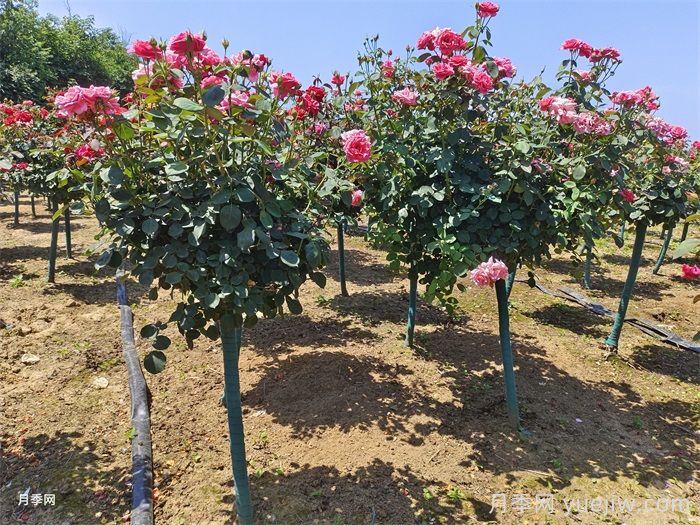 如何提高月季花苗成活率？方法為你列舉(圖2)