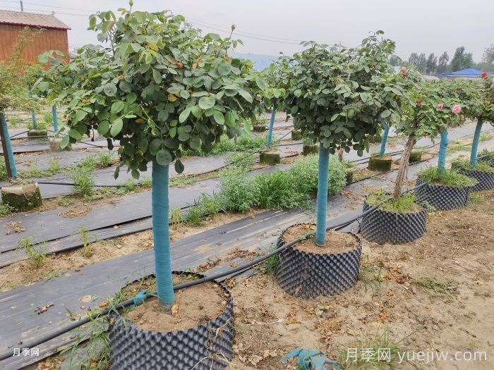 月季花如何修剪？南陽(yáng)基地抓住這3個(gè)時(shí)間修剪花開不斷(圖2)