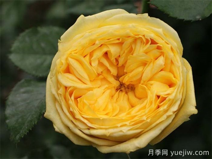 日本黃色系卡特琳娜月季怎么樣？(圖1)