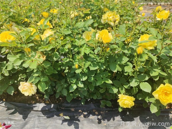 盆栽月季月月開花的關(guān)鍵是什么？(圖1)