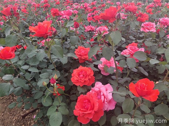 石橋月季日常管理技術(shù)要點(diǎn)有哪些？(圖1)