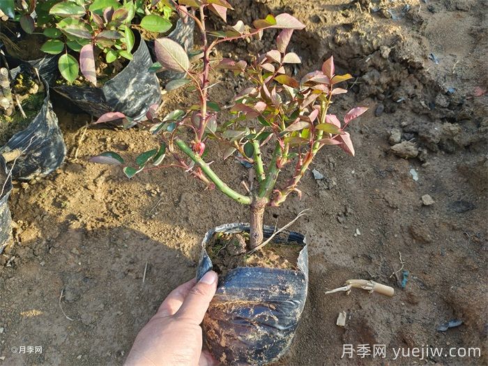 可以用月季種子栽培出月季花嗎？(圖1)