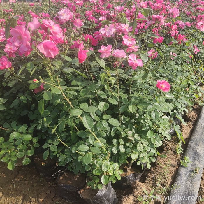 怎樣使月季月月開花？(圖1)