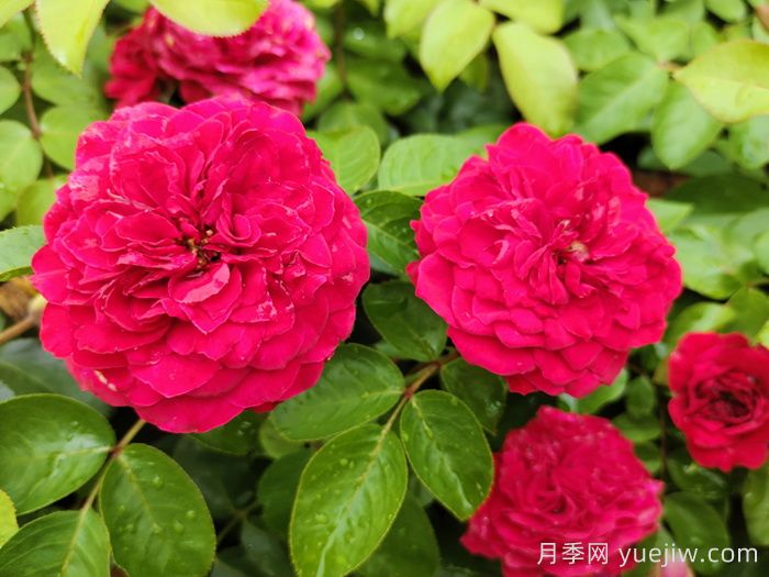 月季有什么特點(diǎn)？進(jìn)口月季有什么優(yōu)勢(shì)？(圖1)