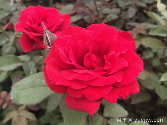 月季有哪些名優(yōu)品種？如何養(yǎng)護(hù)？(圖1)