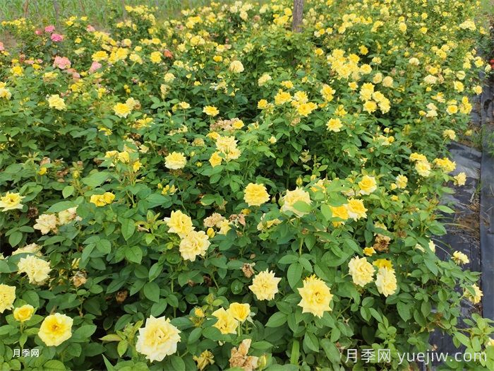 不同狀態(tài)的月季如何修剪？(圖1)