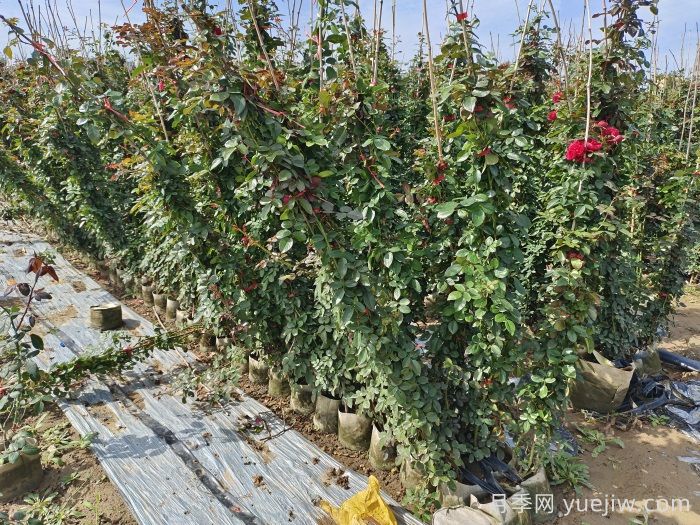 藤本月季養(yǎng)植要點有哪些？(圖1)