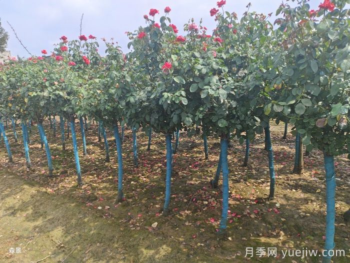 南陽樹狀月季網(wǎng)上交易成功，900棵出嫁杭州蕭山(圖2)