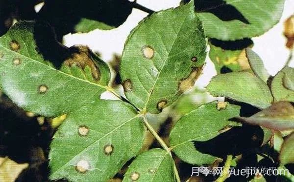 夏天月季發(fā)生炭疽病，該如何有效防治？(圖1)