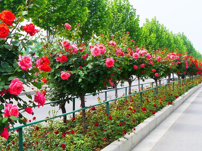 城市景觀花壇類(lèi)型和花草品種配置(圖1)