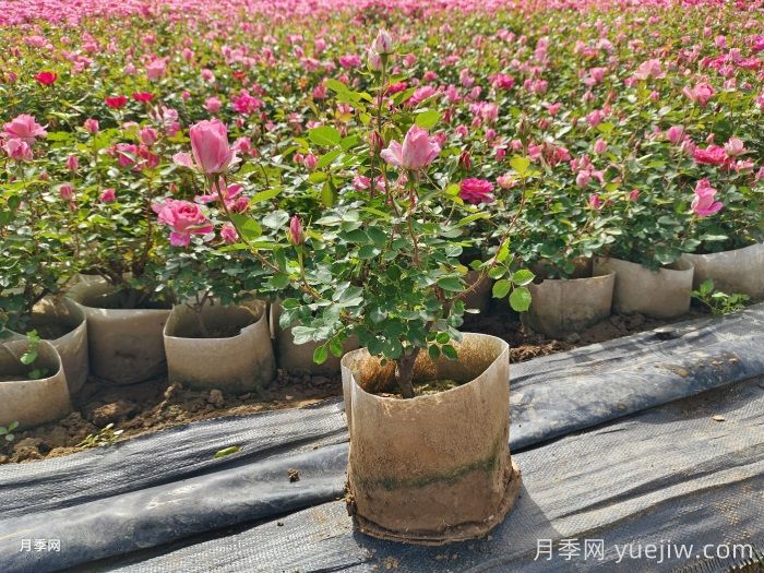 城市景觀花壇類(lèi)型和花草品種配置(圖2)