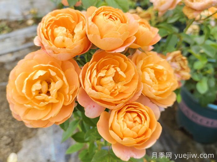 哪種月季花的品種比較好養(yǎng)？推薦4個網(wǎng)紅品種(圖1)