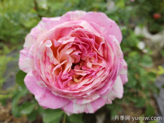 哪種月季花的品種比較好養(yǎng)？推薦4個網(wǎng)紅品種(圖3)