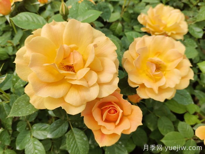 黃月季哪個(gè)品種***好養(yǎng)勤花？(圖1)