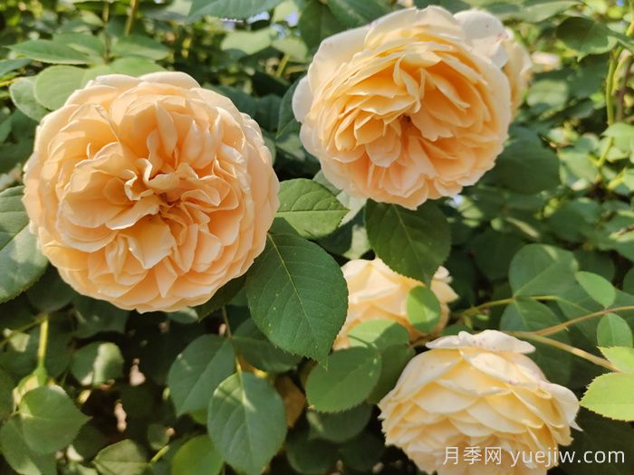 黃月季哪個(gè)品種***好養(yǎng)勤花？(圖2)