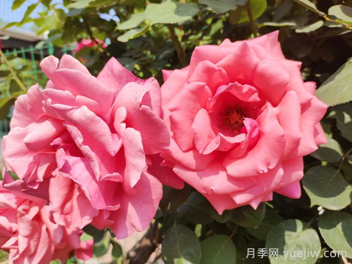 緋扇月季和粉扇月季哪個(gè)更受歡迎？(圖1)