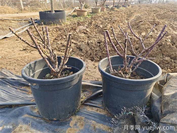月季的生長周期，一年四季的管理辦法(圖3)