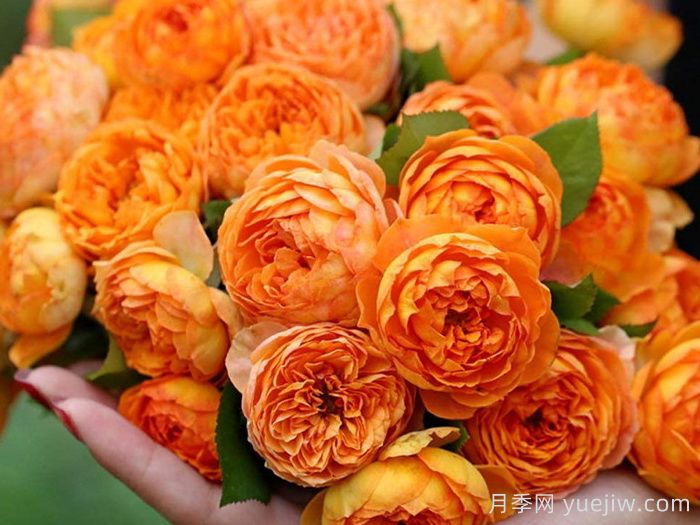 蜂蜜焦糖月季有哪些優(yōu)缺點(diǎn)？(圖1)
