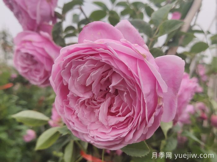 適合盆栽的藤本月季品種有哪些？(圖3)