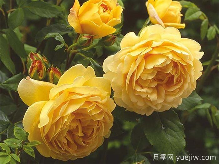 想體驗(yàn)坐擁花海，6款藤本月季助你春花無憂(圖3)