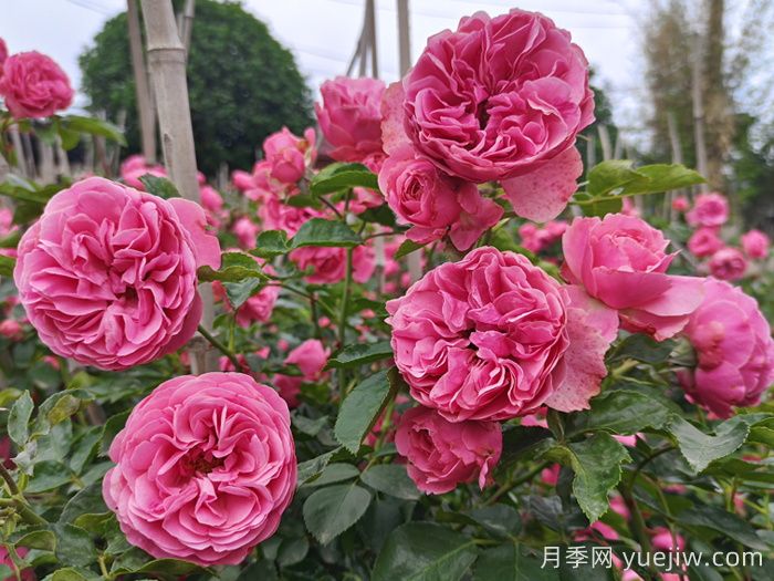 想體驗(yàn)坐擁花海，6款藤本月季助你春花無憂(圖4)