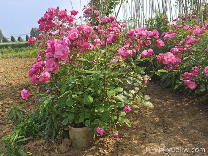 月季花多久澆一次水***合適？(圖1)