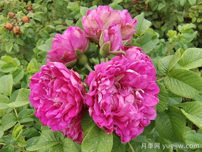 四季玫瑰/紫枝玫瑰/平陰二號(hào)(圖4)