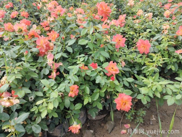 月季苗小不要緊，教你半年長成兩加侖開爆花(圖1)