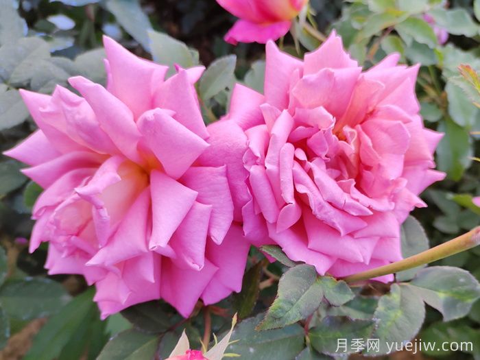 月季花開得丑是不對版嗎?？(圖1)