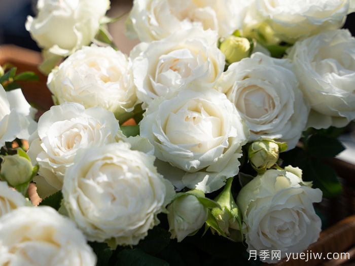 云夢(mèng)月季(圖3)