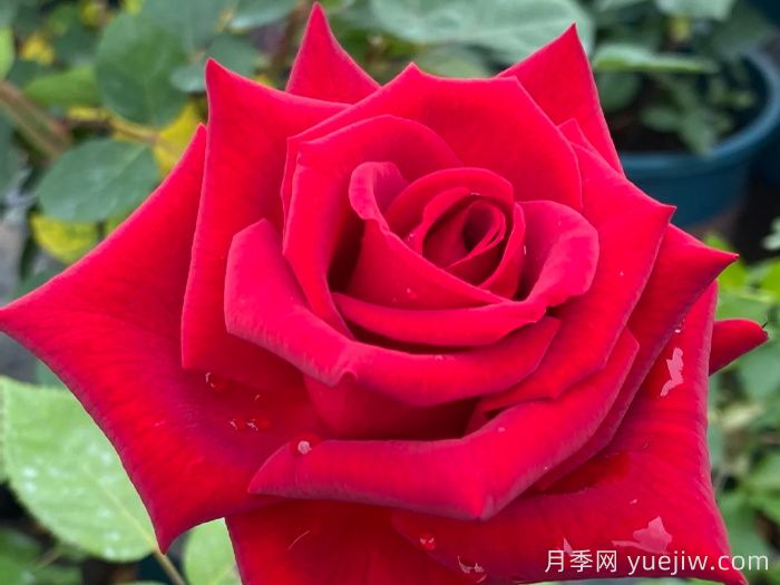 經(jīng)典中國(guó)紅！20種紅色月季推薦(圖7)