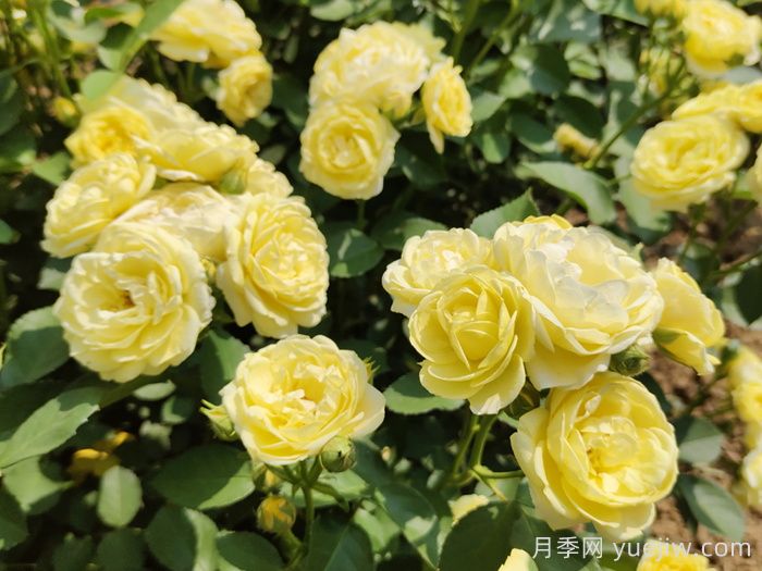 月季不開花，究竟是什么原因造成的呢？(圖1)