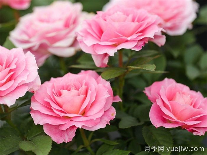 陽臺養(yǎng)月季，必備的三款粉色系月季(圖2)