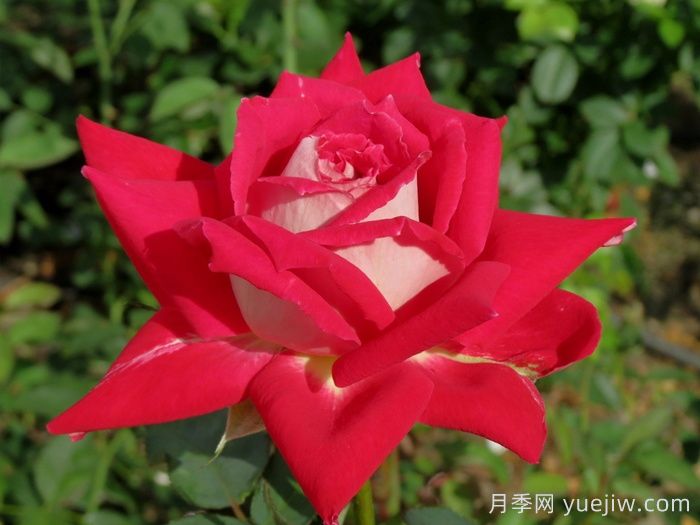 春季月季移栽，一定要檢查根部預(yù)防根腐病(圖1)