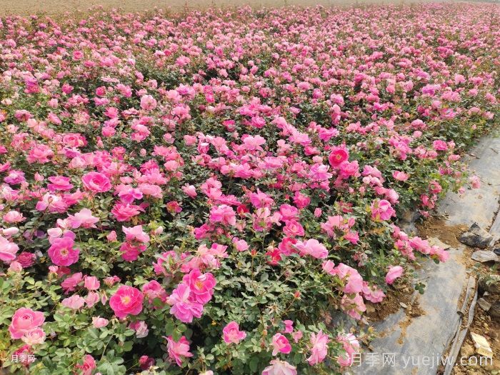帶花苞的月季小苗，如何給它定植服盆？(圖2)