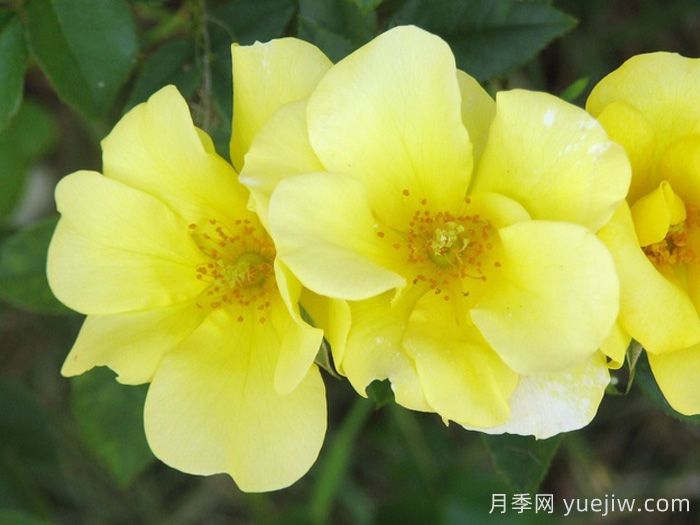 檸檬酒月季/檸檬酒玫迪蘭月季(圖1)