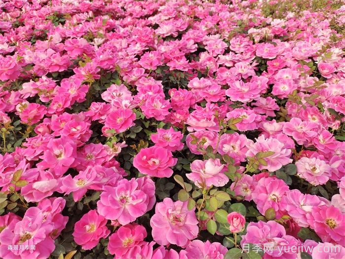 夏季月季幾天澆一次水？(圖1)