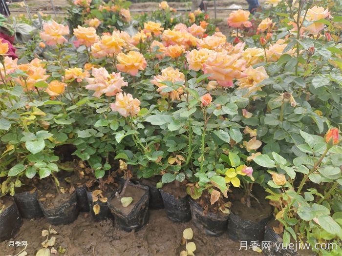夏季如何養(yǎng)月季？夏季月季養(yǎng)護秘籍(圖1)