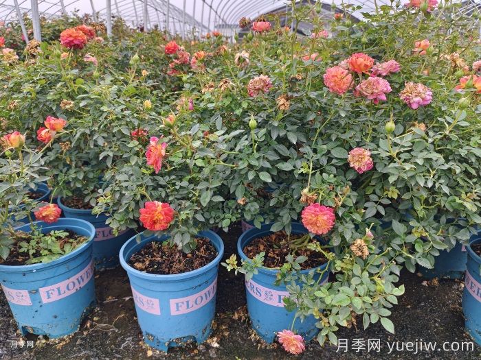 月季花白粉病如何防治？(圖1)