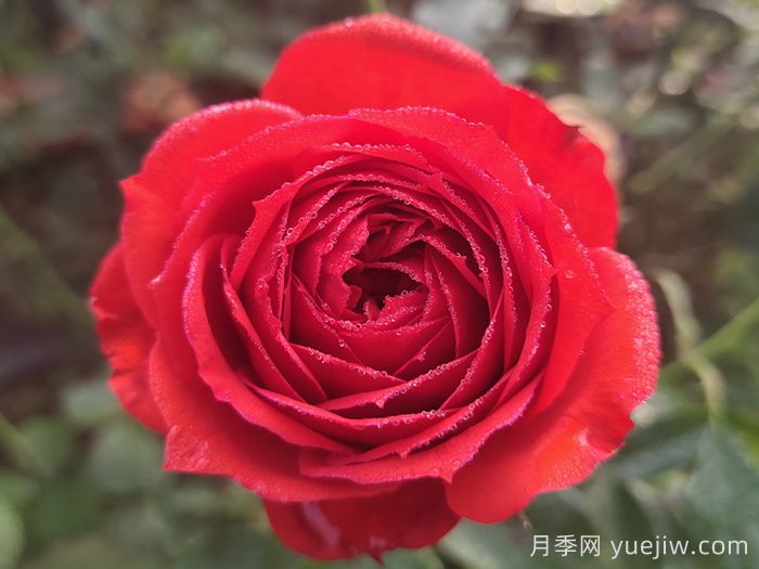 紅蘋果月季與紅色果汁月季有什么區(qū)別？(圖1)