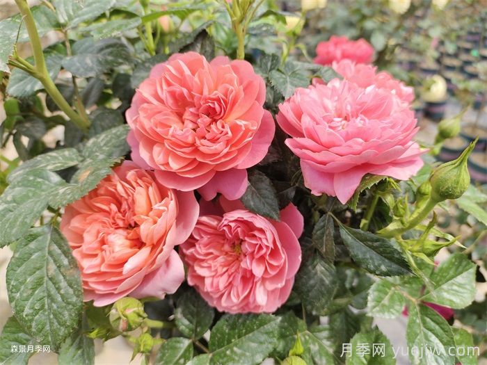 紅蘋果月季與紅色果汁月季有什么區(qū)別？(圖2)