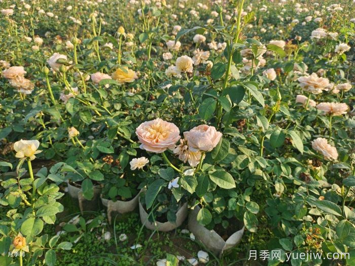 剛買(mǎi)來(lái)的月季葉黃脫落怎么辦？(圖1)
