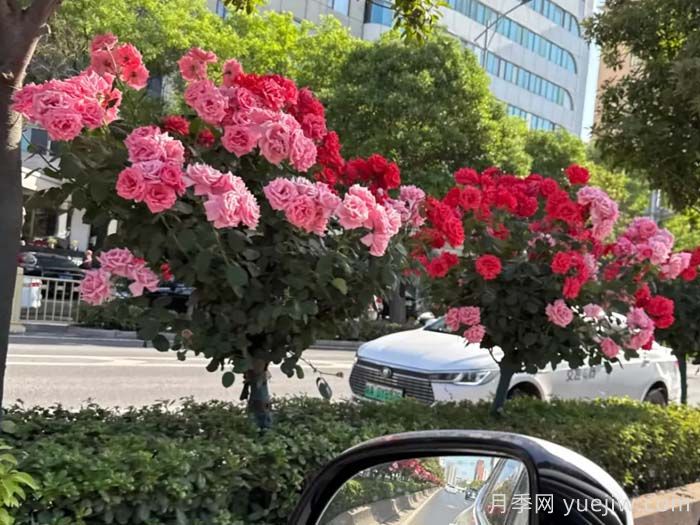 西安月季：一路絢爛，素質(zhì)月季花開滿西安(圖1)