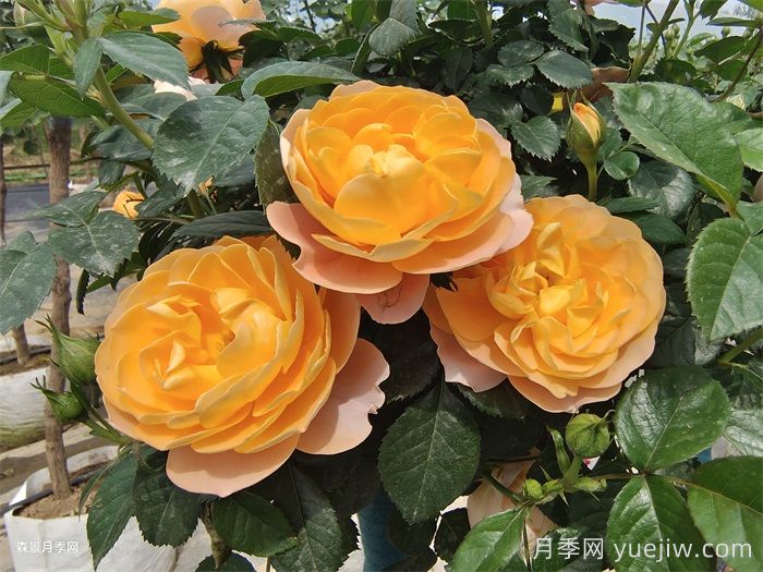 三款微型月季，陽(yáng)臺(tái)養(yǎng)月季必選(圖1)